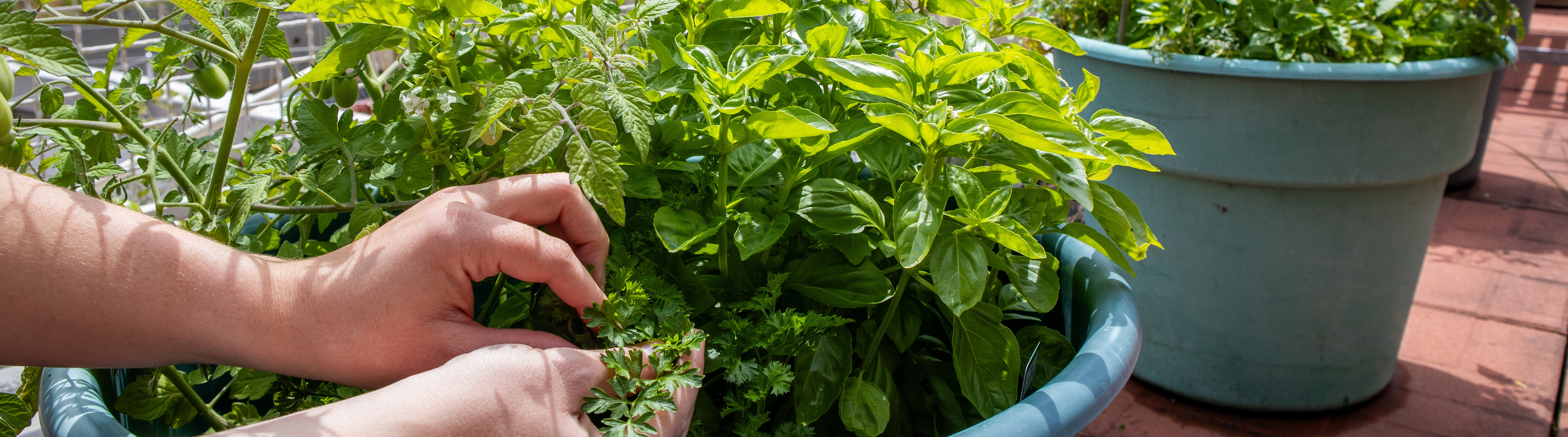 A close up shot of hands reaching into a planter on the rooftop garden on campus