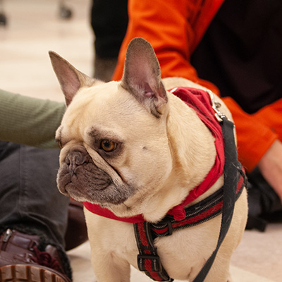 Therapy Dogs at STU: Halloween Edition