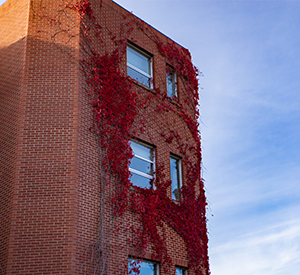 Vines on a brick building